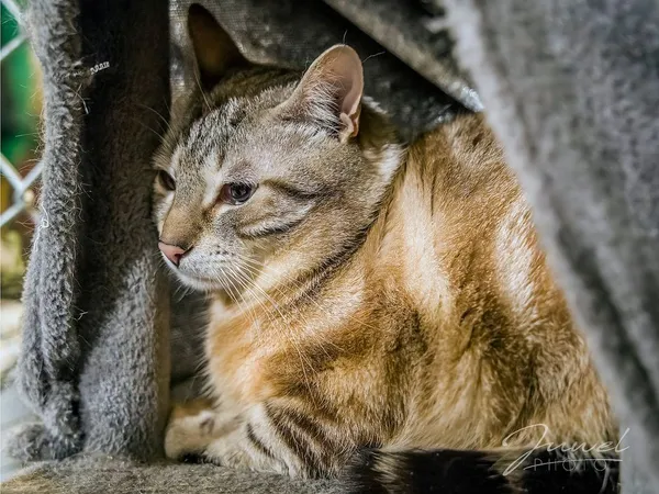 Kot do adopcji, Sopot, 13 marca 2024 (2/4)