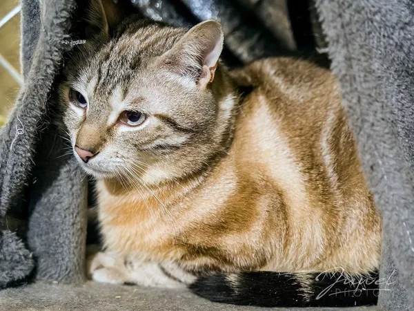 Kot do adopcji, Sopot, 13 marca 2024 (3/4)