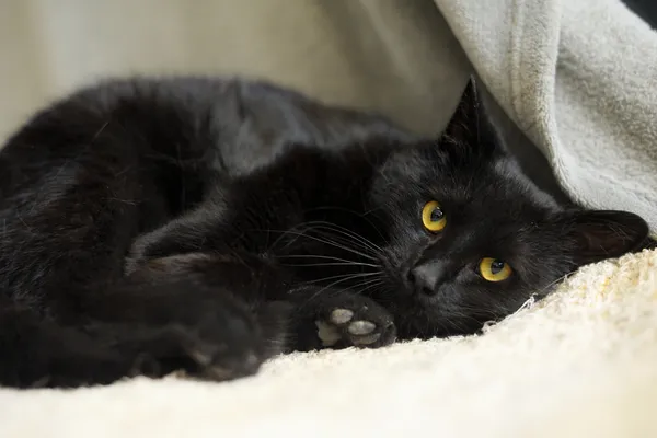 Znaleziono kota, Sosnowiec, 12 marca 2024 (3/5)