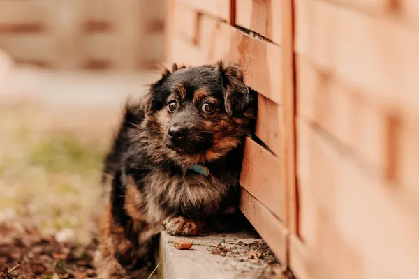 Pies do adopcji, Czartki, 13 marca 2024 (2/5)