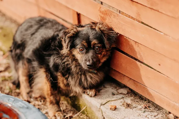 Pies do adopcji, Czartki, 13 marca 2024 (5/5)