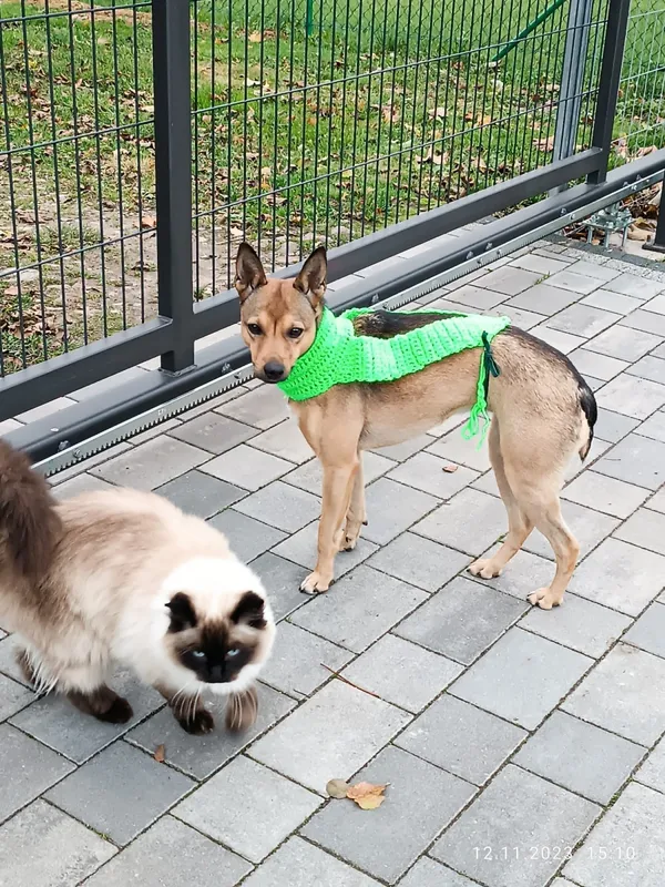 Zaginął pies, Łódź, 13 marca 2024