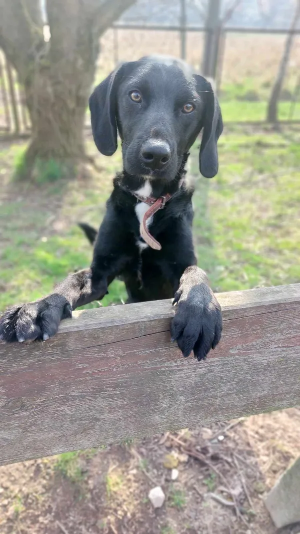 Pies do adopcji, Jelenia Góra, 22 lutego 2024 (1/4)