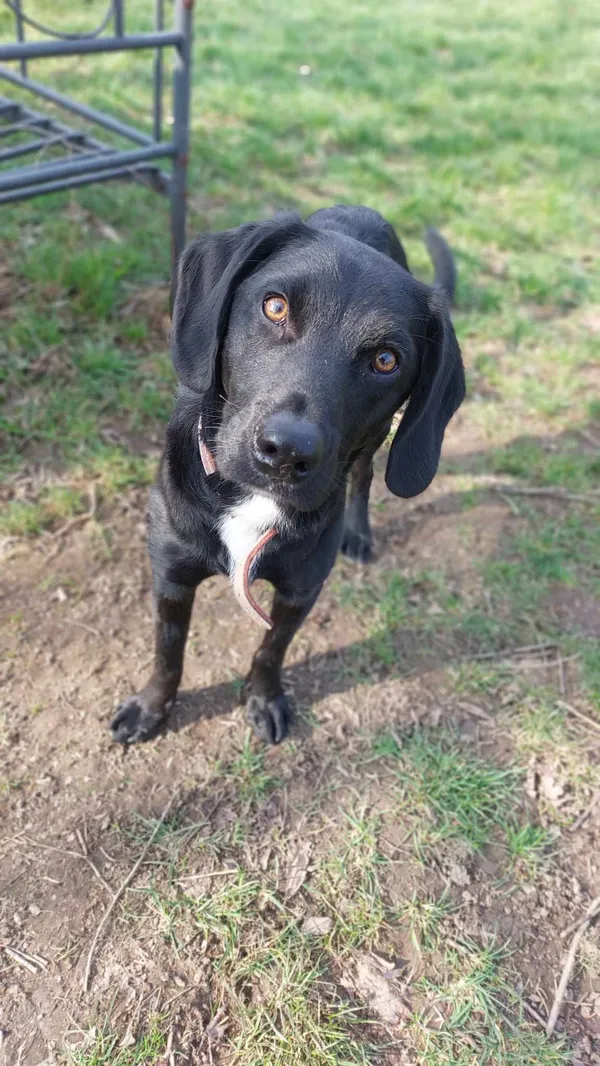 Pies do adopcji, Jelenia Góra, 22 lutego 2024 (2/4)