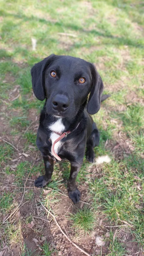 Pies do adopcji, Jelenia Góra, 22 lutego 2024 (3/4)