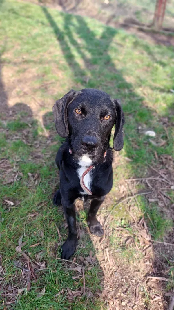 Pies do adopcji, Jelenia Góra, 22 lutego 2024 (4/4)