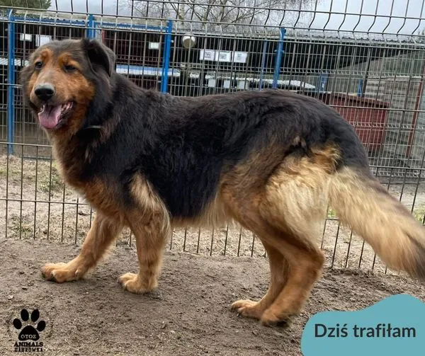 Znaleziono psa, Dąbrówka, 12 marca 2024 (1/2)