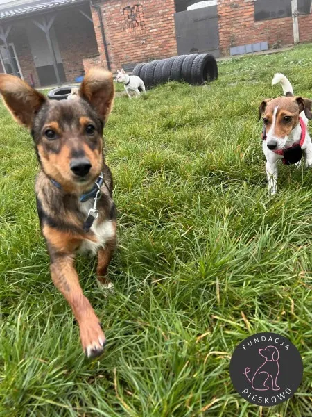 Pies do adopcji, Wolsztyn, 13 marca 2024