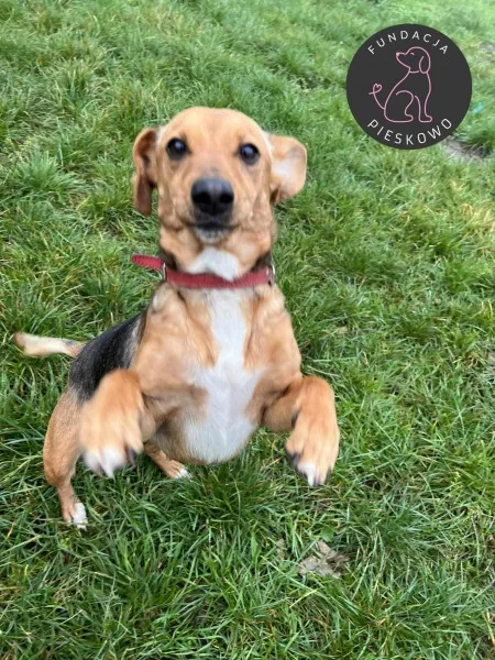 Pies do adopcji, Wolsztyn, 12 marca 2024