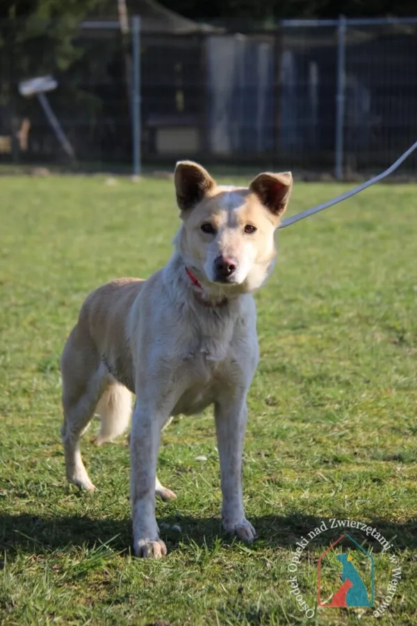 Pies do adopcji, Węgrowo, 7 marca 2024