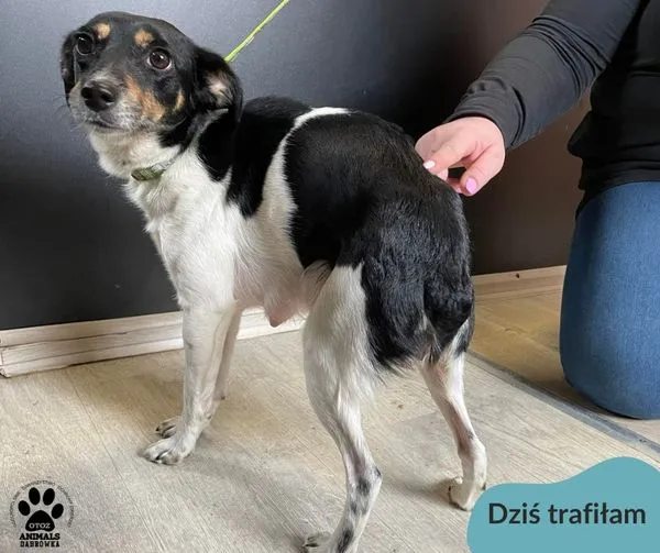 Znaleziono psa, Dąbrówka, 12 marca 2024 (1/2)