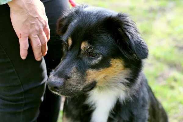 Znaleziono psa, Wałbrzych, 10 marca 2024 (1/3)