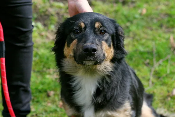 Znaleziono psa, Wałbrzych, 10 marca 2024 (3/3)