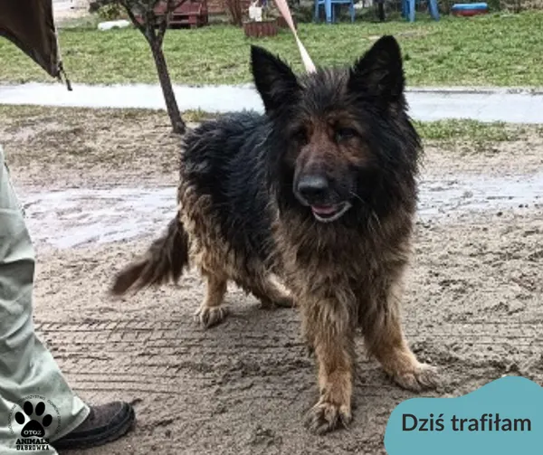 Znaleziono psa, Dąbrówka, 11 marca 2024 (2/2)