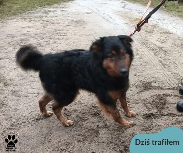 Znaleziono psa, Dąbrówka, 11 marca 2024 (1/2)