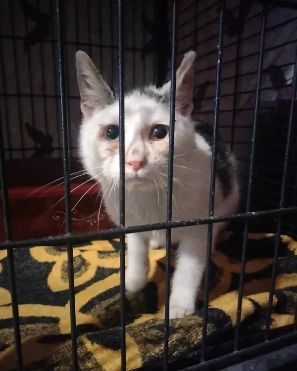 Znaleziono kota, Młodolino, 11 marca 2024