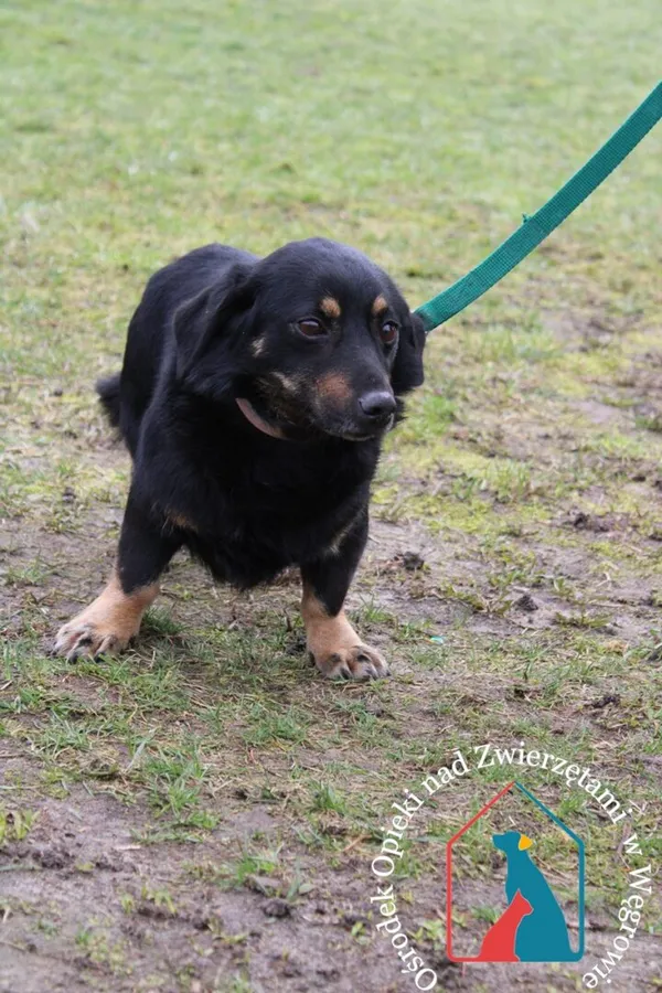 Pies do adopcji, Węgrowo, 28 lutego 2024