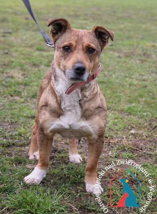 Pies do adopcji, Węgrowo, 28 lutego 2024