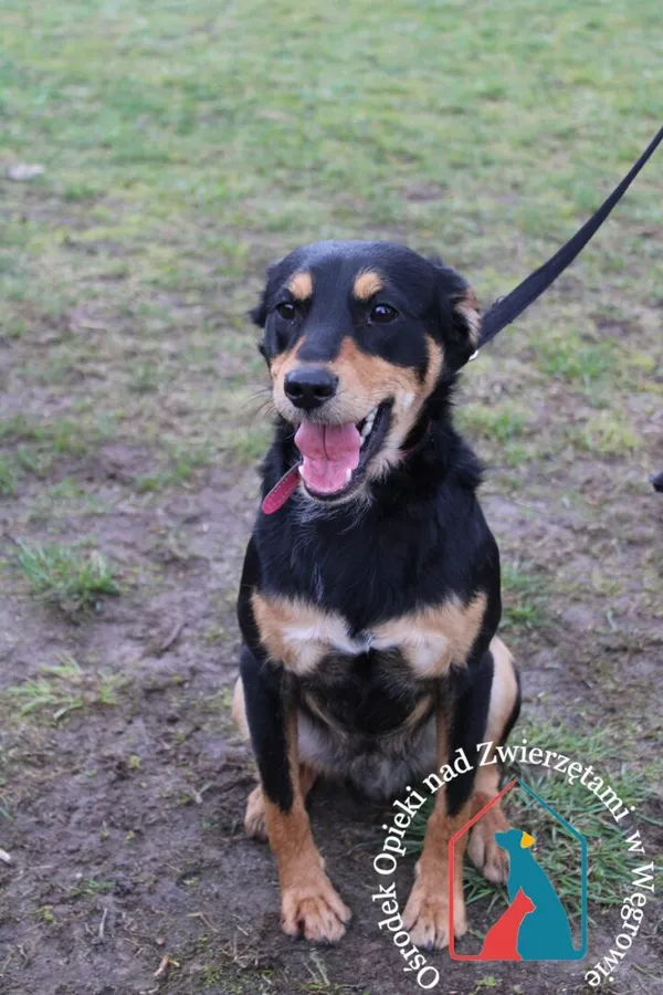 Pies do adopcji, Węgrowo, 28 lutego 2024