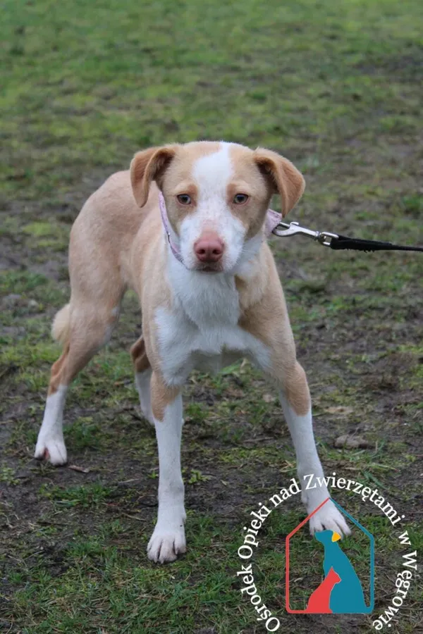 Pies do adopcji, Węgrowo, 27 lutego 2024