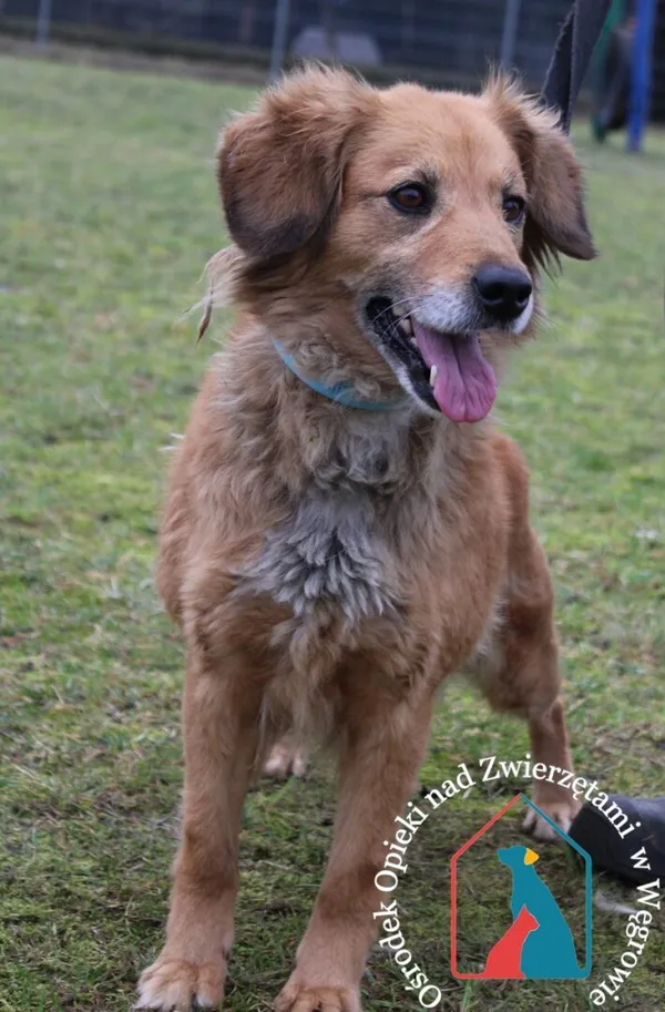 Pies do adopcji, Węgrowo, 19 lutego 2024