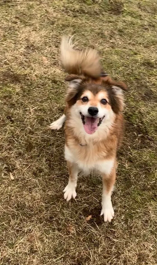 Pies do adopcji, Włocławek, 12 listopada 2023 (2/5)