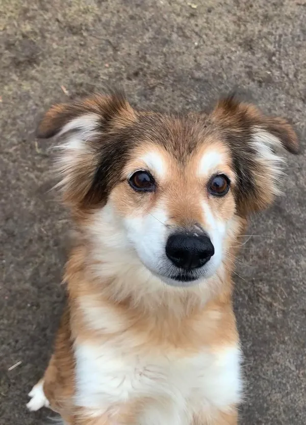 Pies do adopcji, Włocławek, 12 listopada 2023 (3/5)