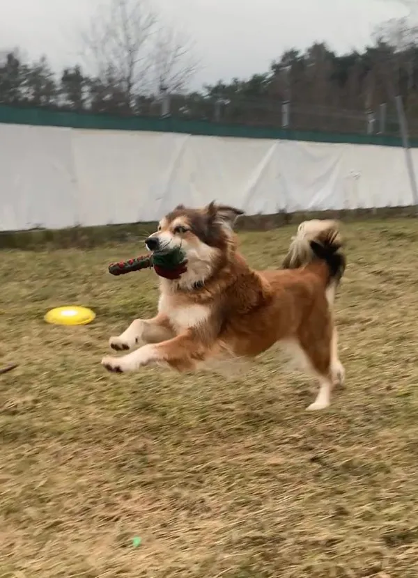 Pies do adopcji, Włocławek, 12 listopada 2023 (4/5)