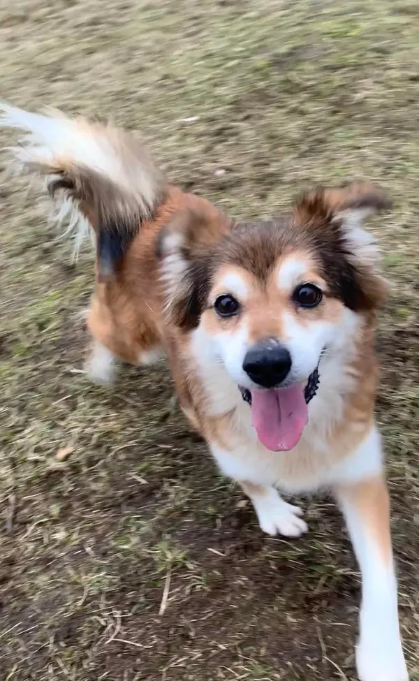 Pies do adopcji, Włocławek, 12 listopada 2023 (5/5)