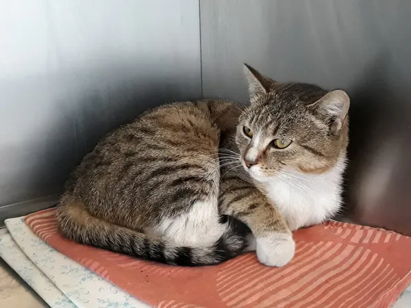 Kot do adopcji, Włocławek, 8 marca 2024 (2/3)