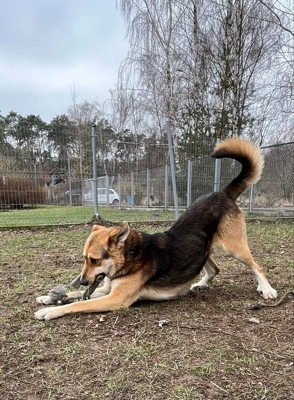 Pies do adopcji, Włocławek, 10 stycznia 2024 (3/5)