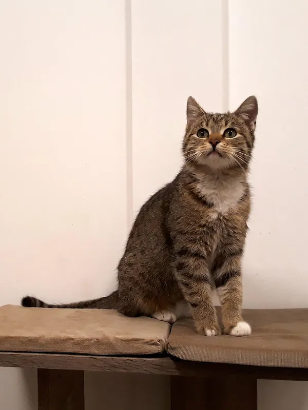 Kot do adopcji, Włocławek, 16 lutego 2024 (1/5)