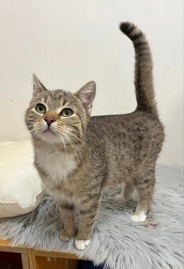 Kot do adopcji, Włocławek, 16 lutego 2024 (2/5)