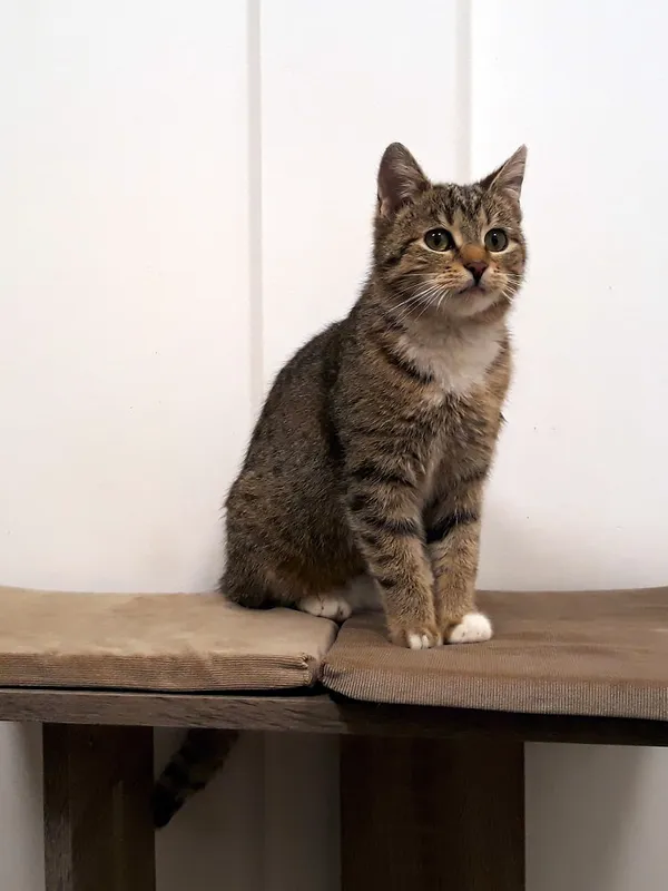 Kot do adopcji, Włocławek, 16 lutego 2024 (3/5)