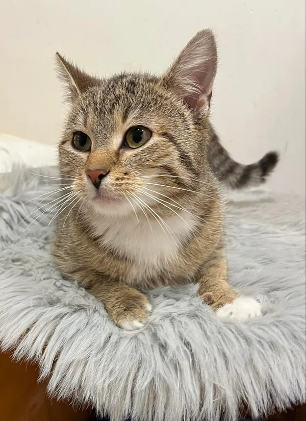 Kot do adopcji, Włocławek, 16 lutego 2024 (4/5)