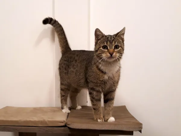 Kot do adopcji, Włocławek, 16 lutego 2024 (5/5)