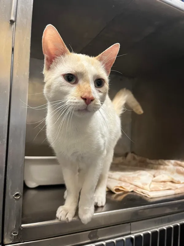 Kot do adopcji, Włocławek, 18 lutego 2024