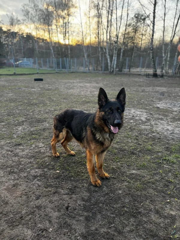 Pies do adopcji, Włocławek, 8 listopada 2023 (3/3)