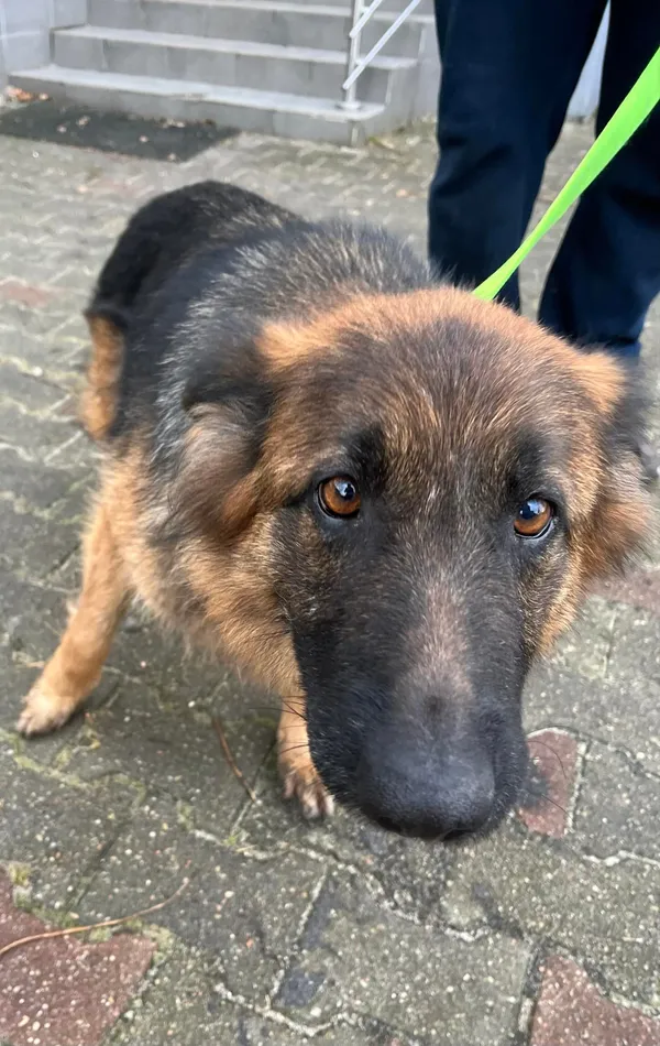 Pies do adopcji, Włocławek, 27 grudnia 2023 (2/3)