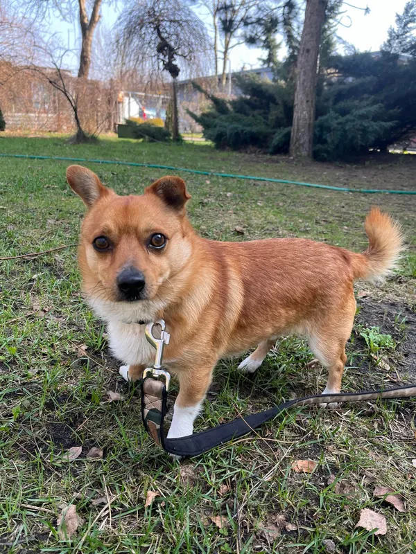 Pies do adopcji, Włocławek, 11 marca 2024 (1/5)