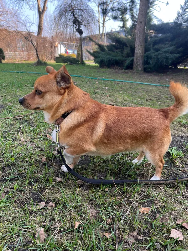 Pies do adopcji, Włocławek, 11 marca 2024 (2/5)