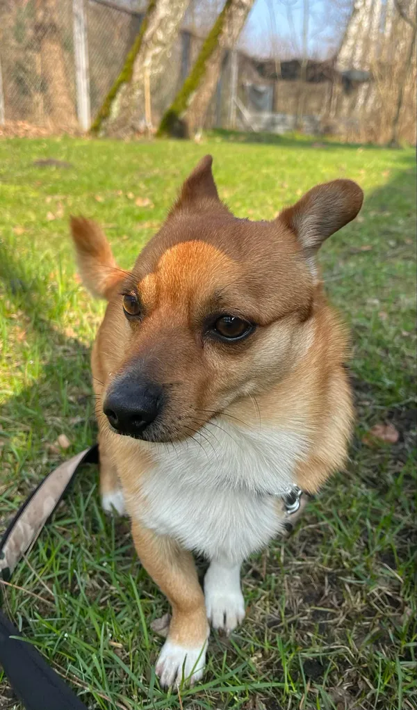 Pies do adopcji, Włocławek, 11 marca 2024 (3/5)