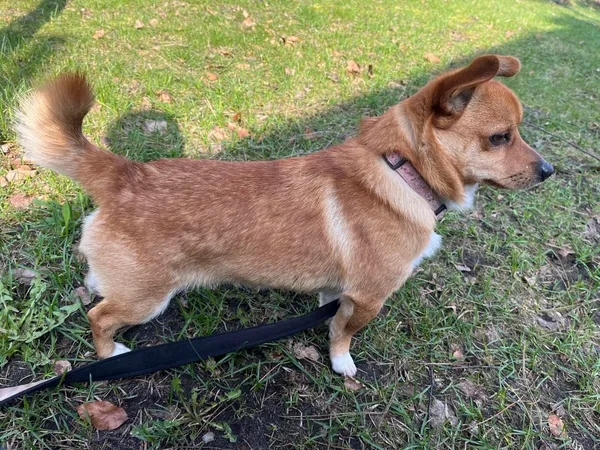 Pies do adopcji, Włocławek, 11 marca 2024 (4/5)