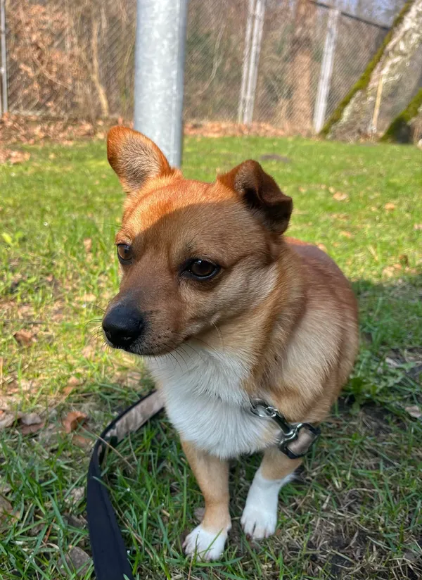 Pies do adopcji, Włocławek, 11 marca 2024 (5/5)