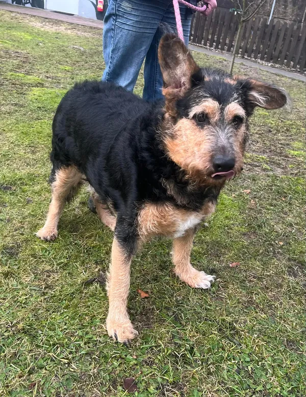 Pies do adopcji, Włocławek, 29 stycznia 2024 (2/3)