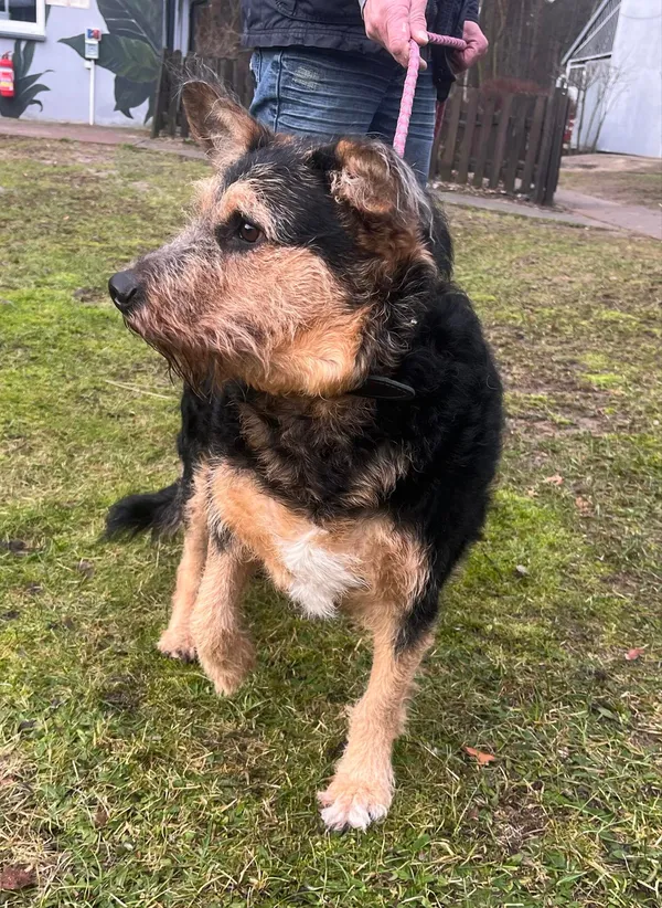 Pies do adopcji, Włocławek, 29 stycznia 2024 (3/3)