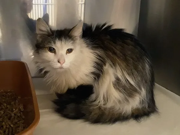 Kot do adopcji, Włocławek, 1 marca 2024