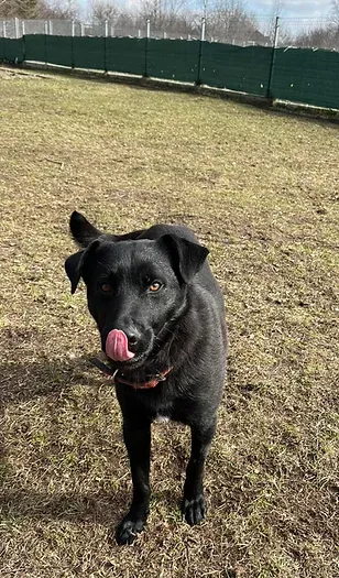 Pies do adopcji, Włocławek, 23 listopada 2023 (1/4)