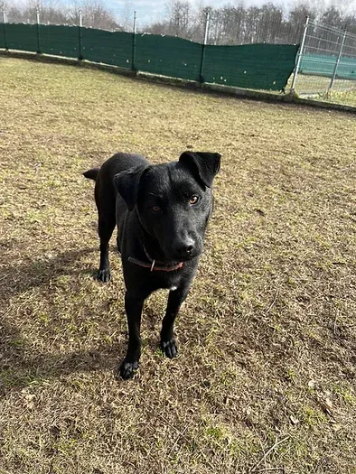 Pies do adopcji, Włocławek, 23 listopada 2023 (3/4)