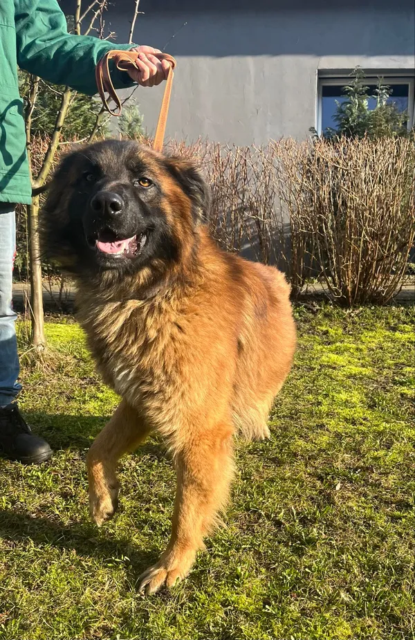 Pies do adopcji, Włocławek, 25 lutego 2024 (3/5)